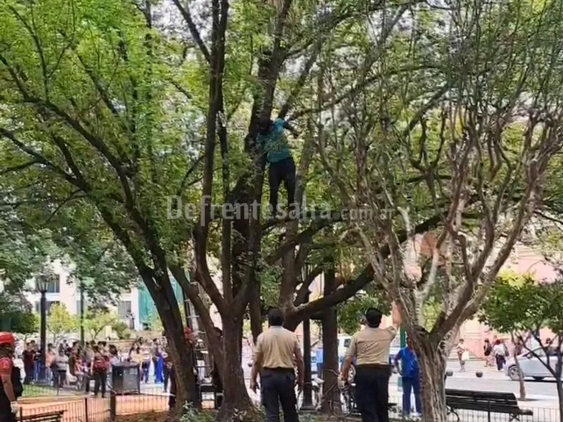 El hombre estaba trepado a un árbol.