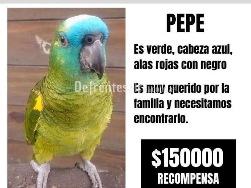 Lorito Pepe, está perdido.