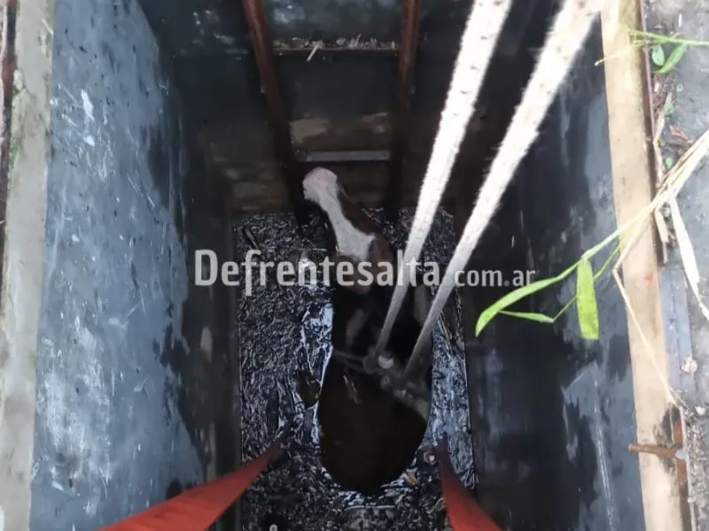 Rescatan a un caballo que cayó a una fosa.
