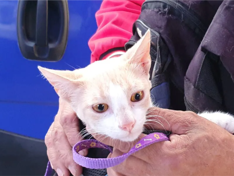 Castraciónes gratuitas en San Lorenzo. 