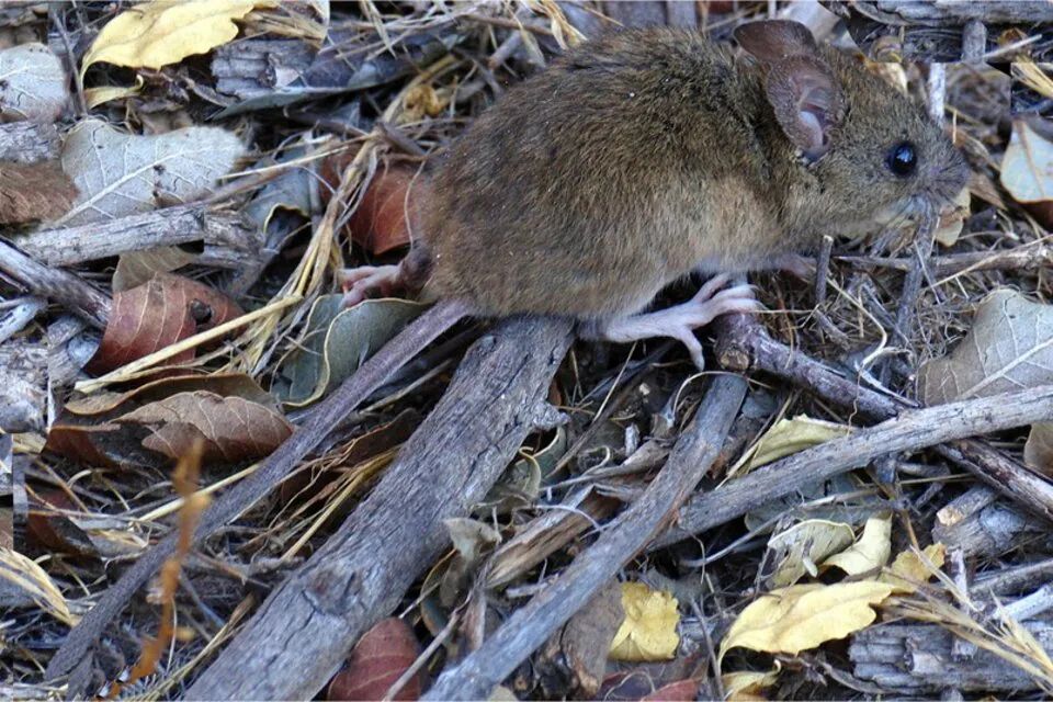 Hantavirus