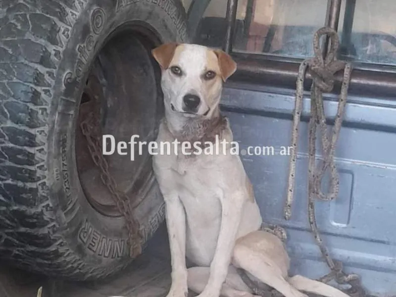 El perrito que necesita ayuda.