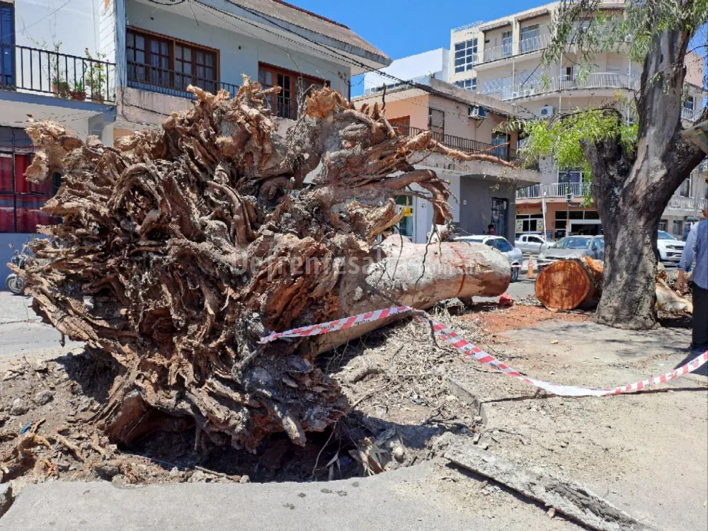 Árbol de gran porte