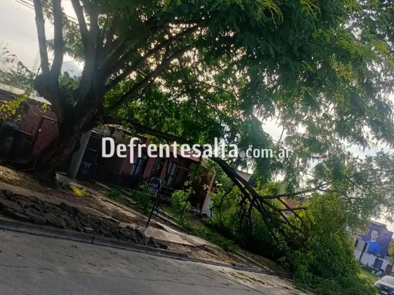 Árbol a punto de caer. San Martín al 3400.