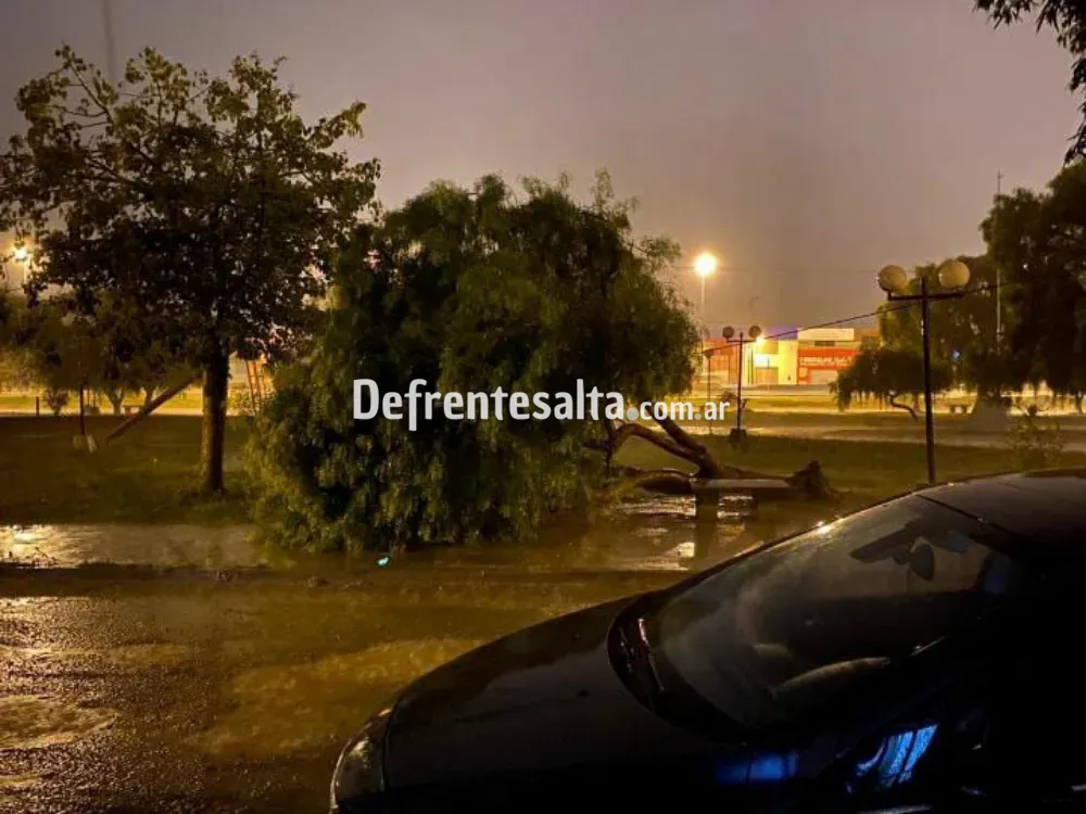 Árbol caido en barrio La Paz