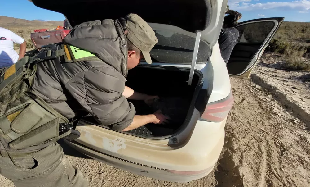 Hojas de coca - baúl