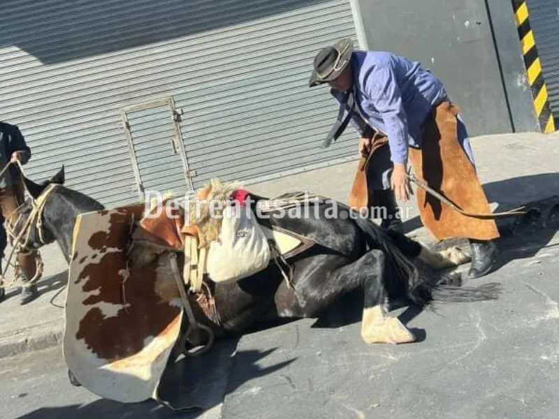 El gaucho intenta que el caballo se levante. 