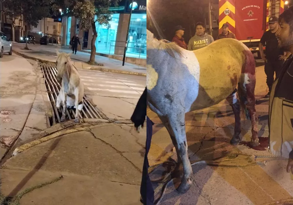 Rescate caballo