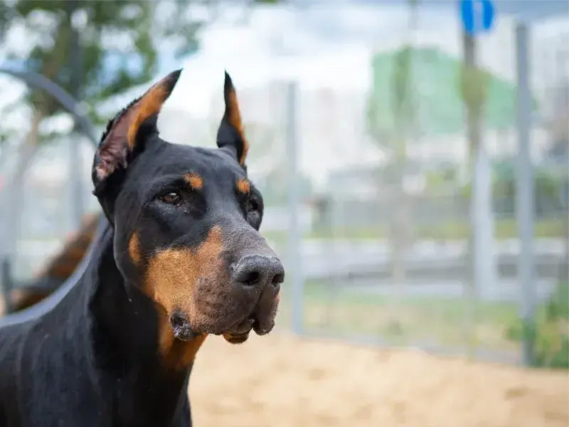 Perros peligrosos.