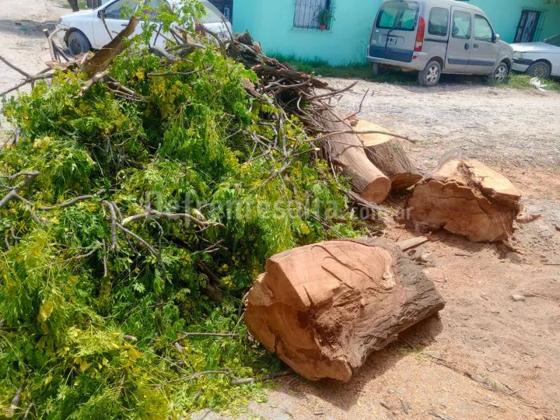 Restos de poda en la vía pública. 