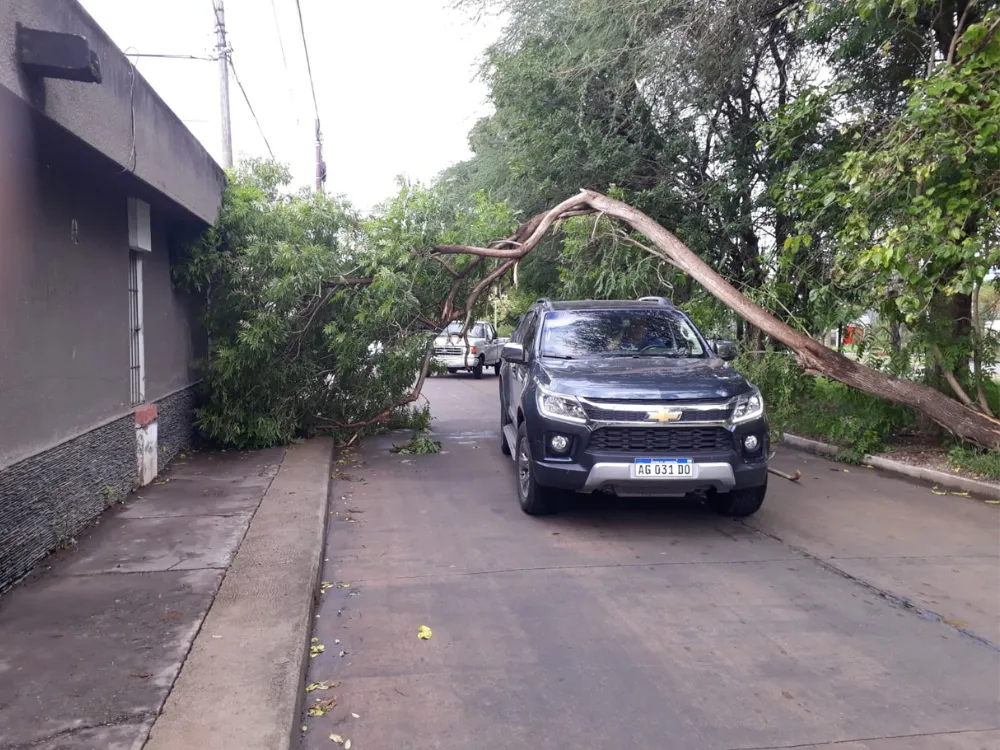 Árbol caído en barrio Postal.