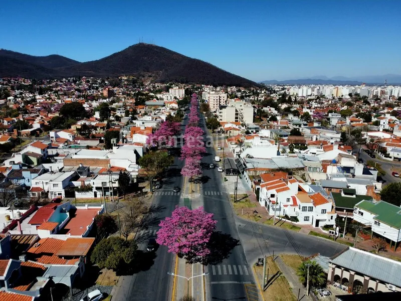 Heladas en Salta.  Lapachos en barrio Tres Cerritos 