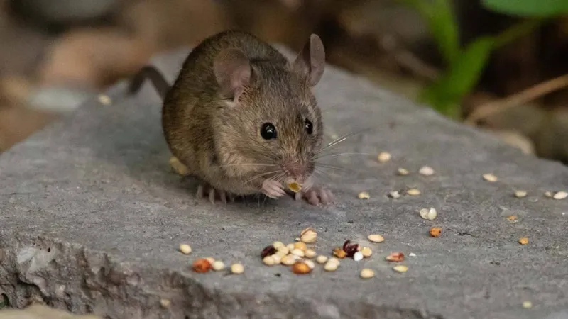 Ilustrativa hantavirus