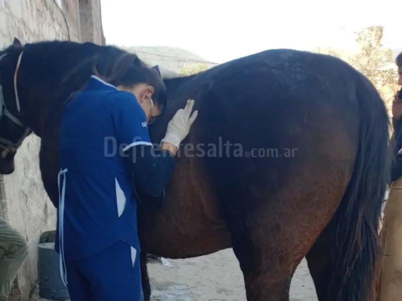 El caballo recibe la atención de una veterinaria. 