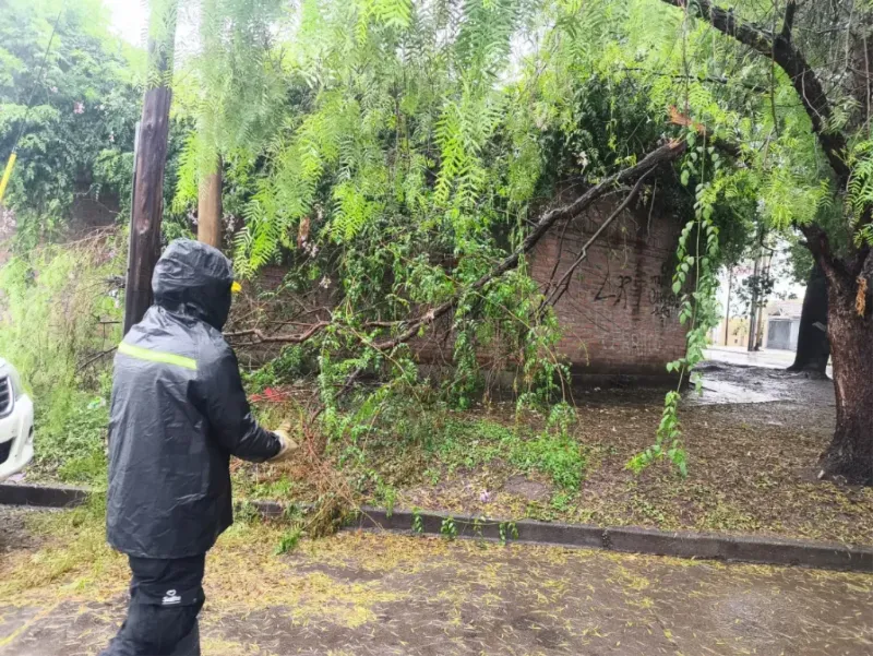 Árboles caídos tras las lluvias