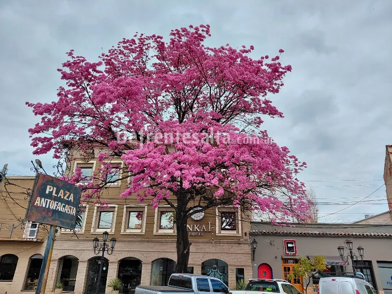 Lapachos florecidos en Salta.